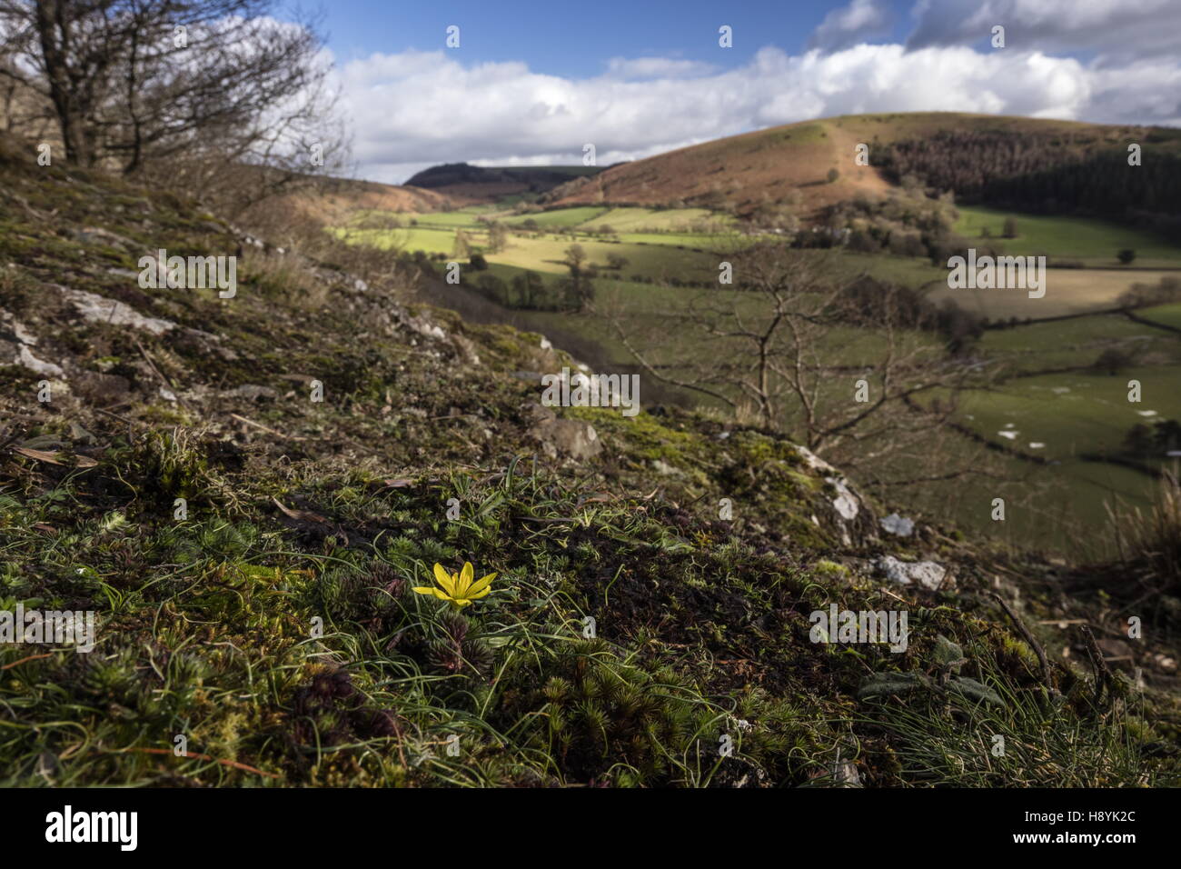 Radnor Lily, Gagea bohemica, on gabbro/dolerite at Stanner Rocks National Nature Reserve,  Powys Stock Photo