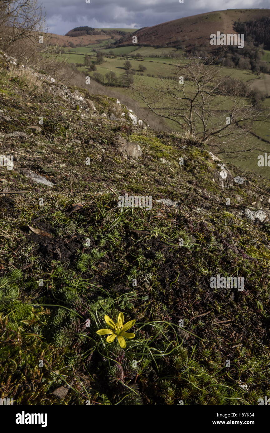 Radnor Lily, Gagea bohemica, on gabbro/dolerite at Stanner Rocks National Nature Reserve,  Powys Stock Photo