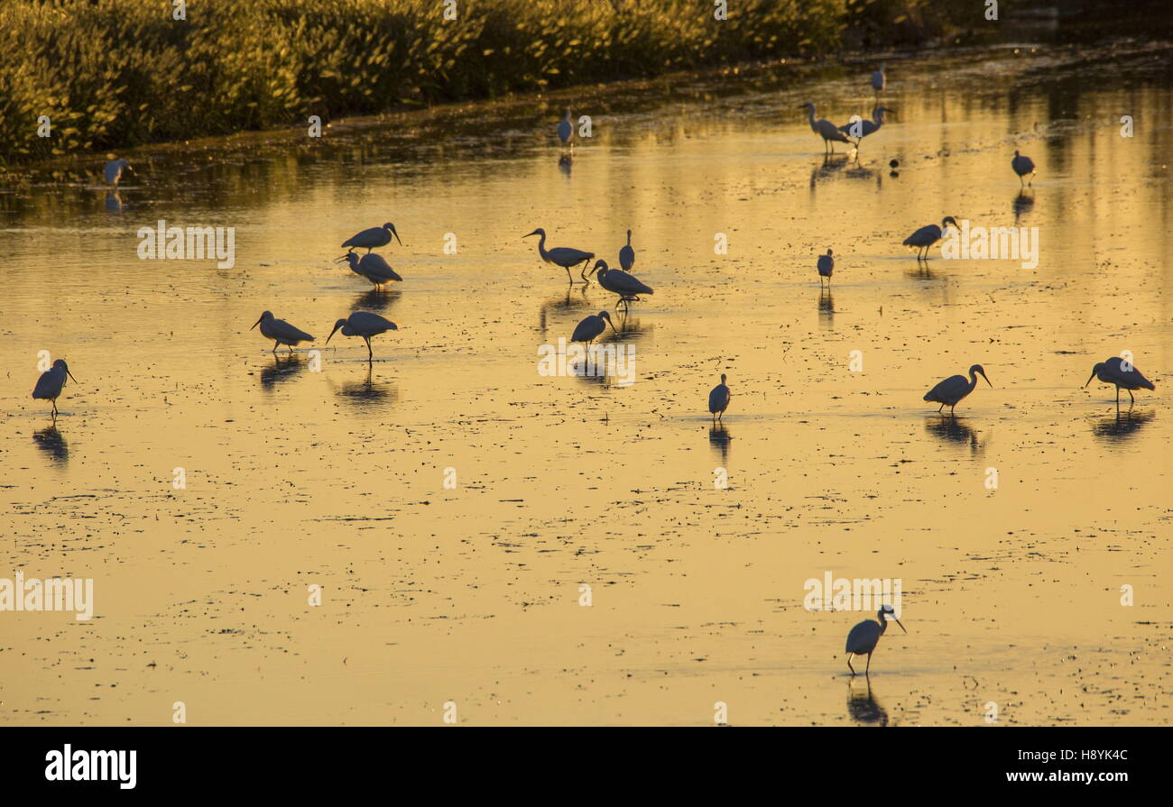 Great White egrets feeding at sunset in flooded rice paddy in Albufera reserve, Valencia, Spain Stock Photo