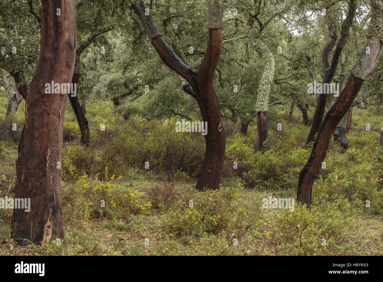 Cork Oak dehesa, with recently-harvested trees in spring. Sierra de Grazalema, Andalucia, south Spain. Stock Photo