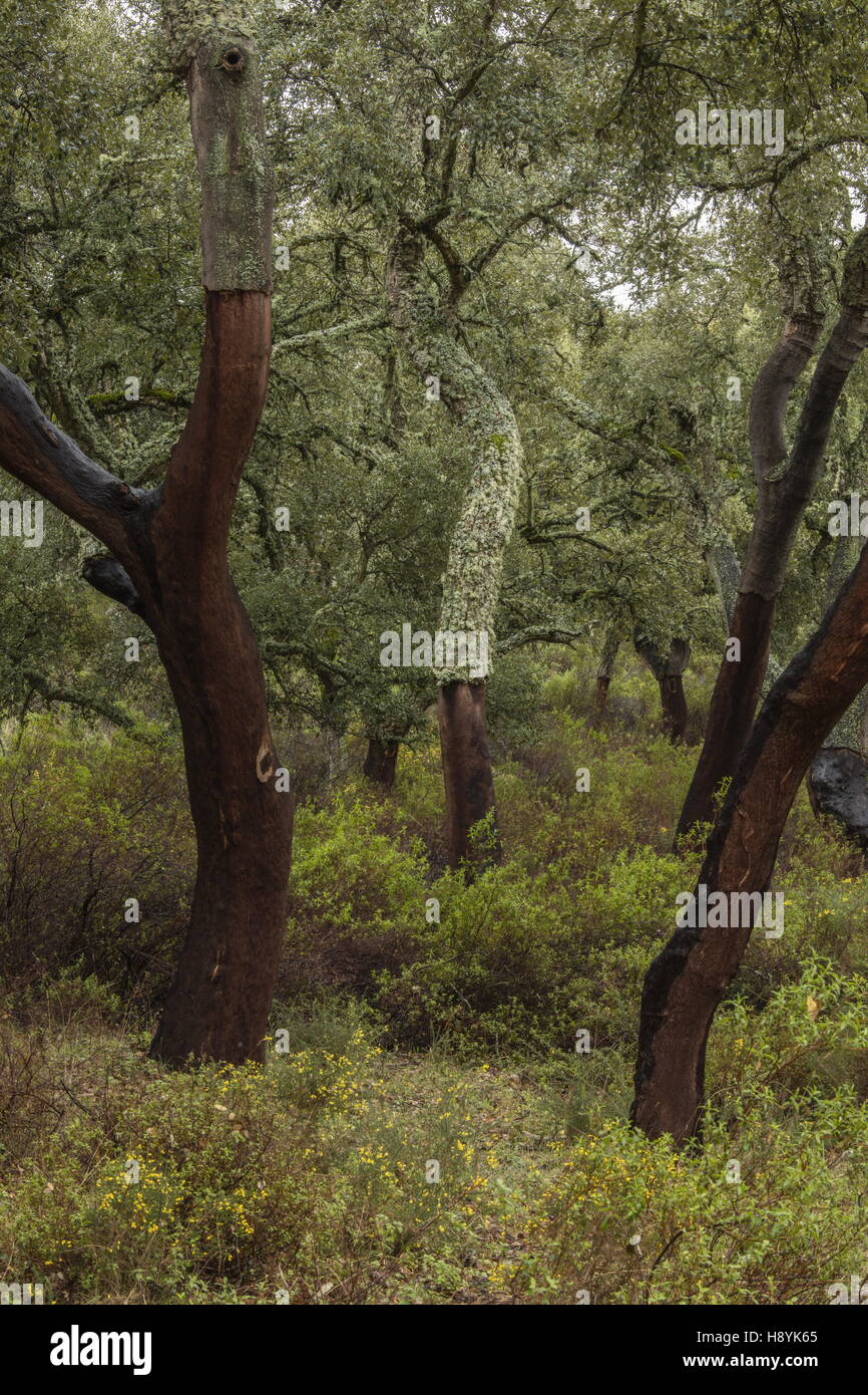 Cork Oak dehesa, with recentlyharvested trees in spring. Sierra de