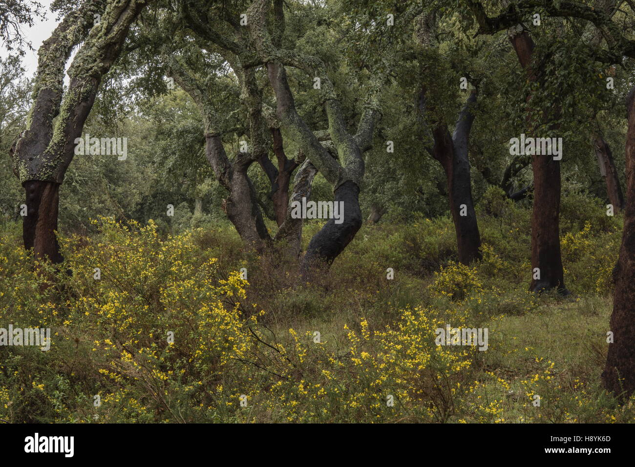 Cork Oak dehesa, with recentlyharvested trees in spring. Sierra de