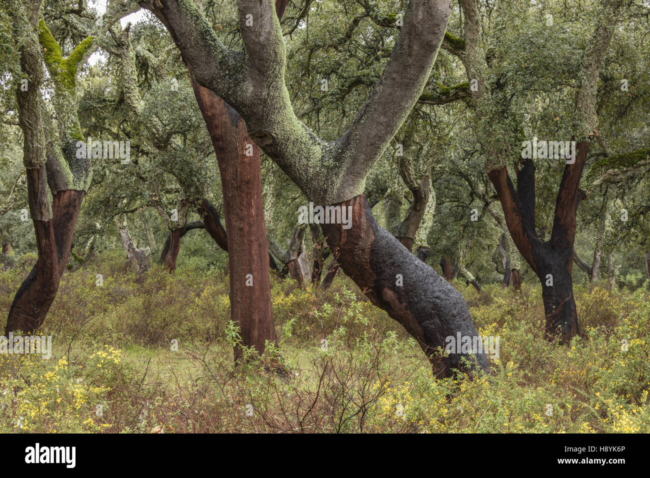 Cork Oak dehesa, with recently-harvested trees in spring. Sierra de Grazalema, Andalucia, south Spain. Stock Photo