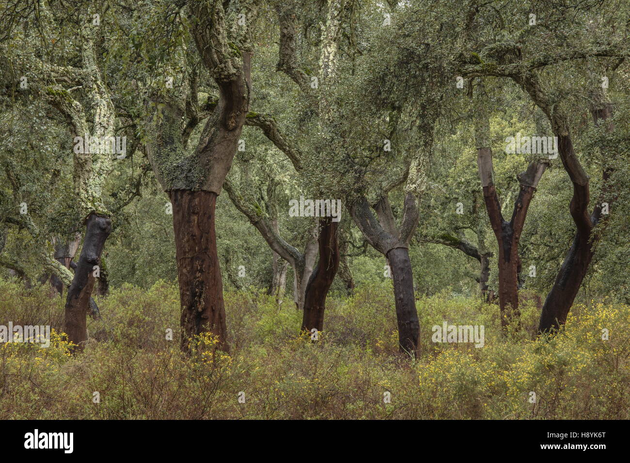 Cork oak crop hires stock photography and images Alamy