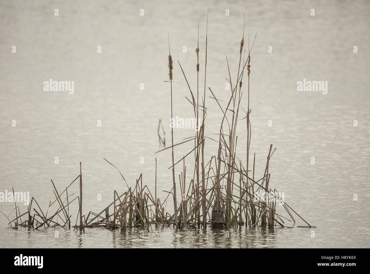 Reed-mace in winter. Stock Photo
