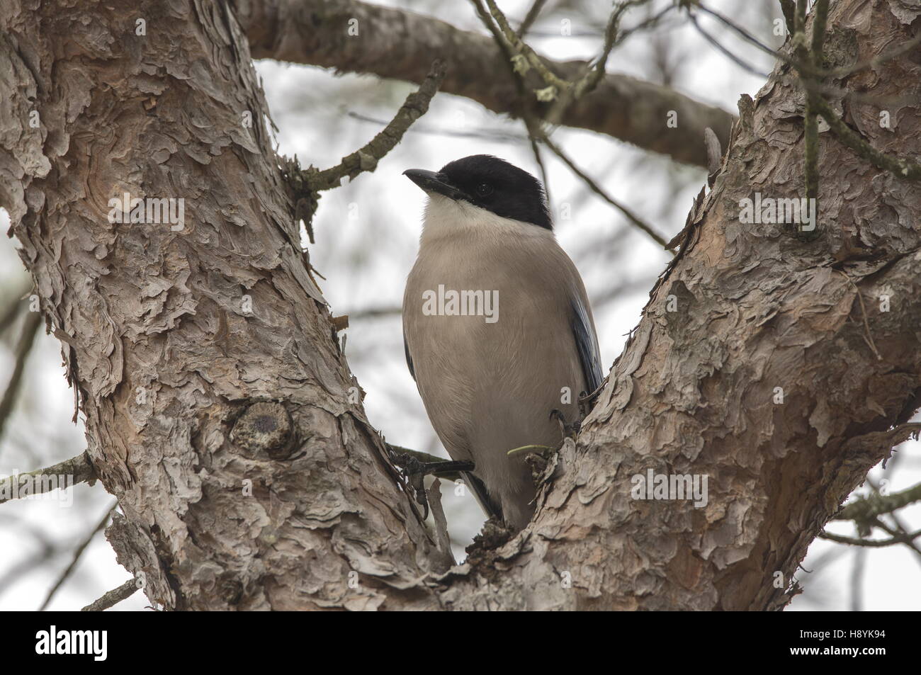 Iberian azure-winged magpie or Iberian magpie, Cyanopica cooki, in Coto Donana, south-west Spain Stock Photo