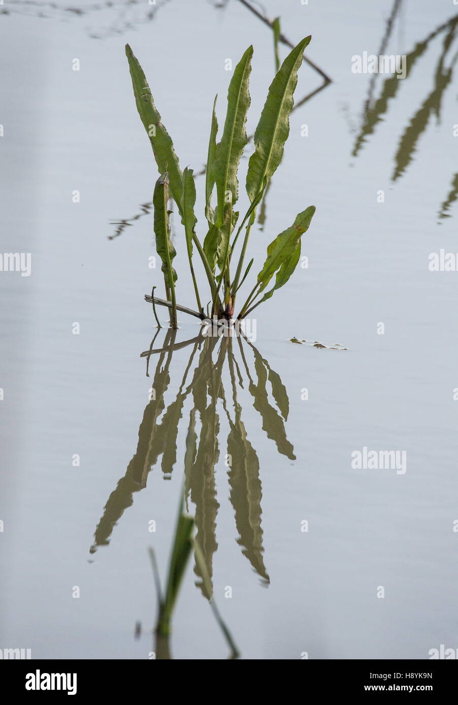Marsh Dock, Rumex palustris, partly submerged in pond. Stock Photo