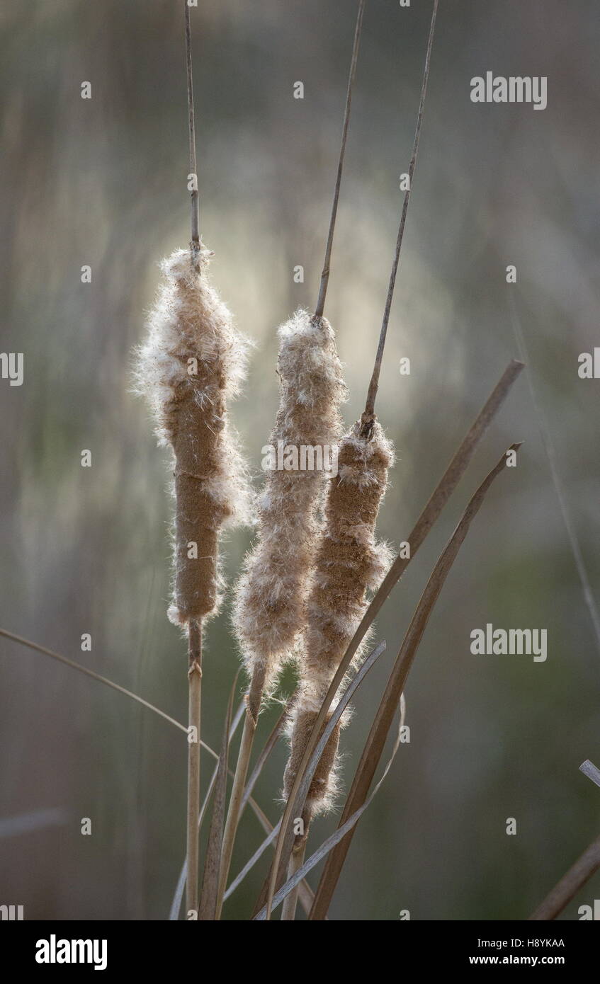 A reed-mace, Typha domingensis in fruit, late winter. Coto Donana. Spain. Stock Photo