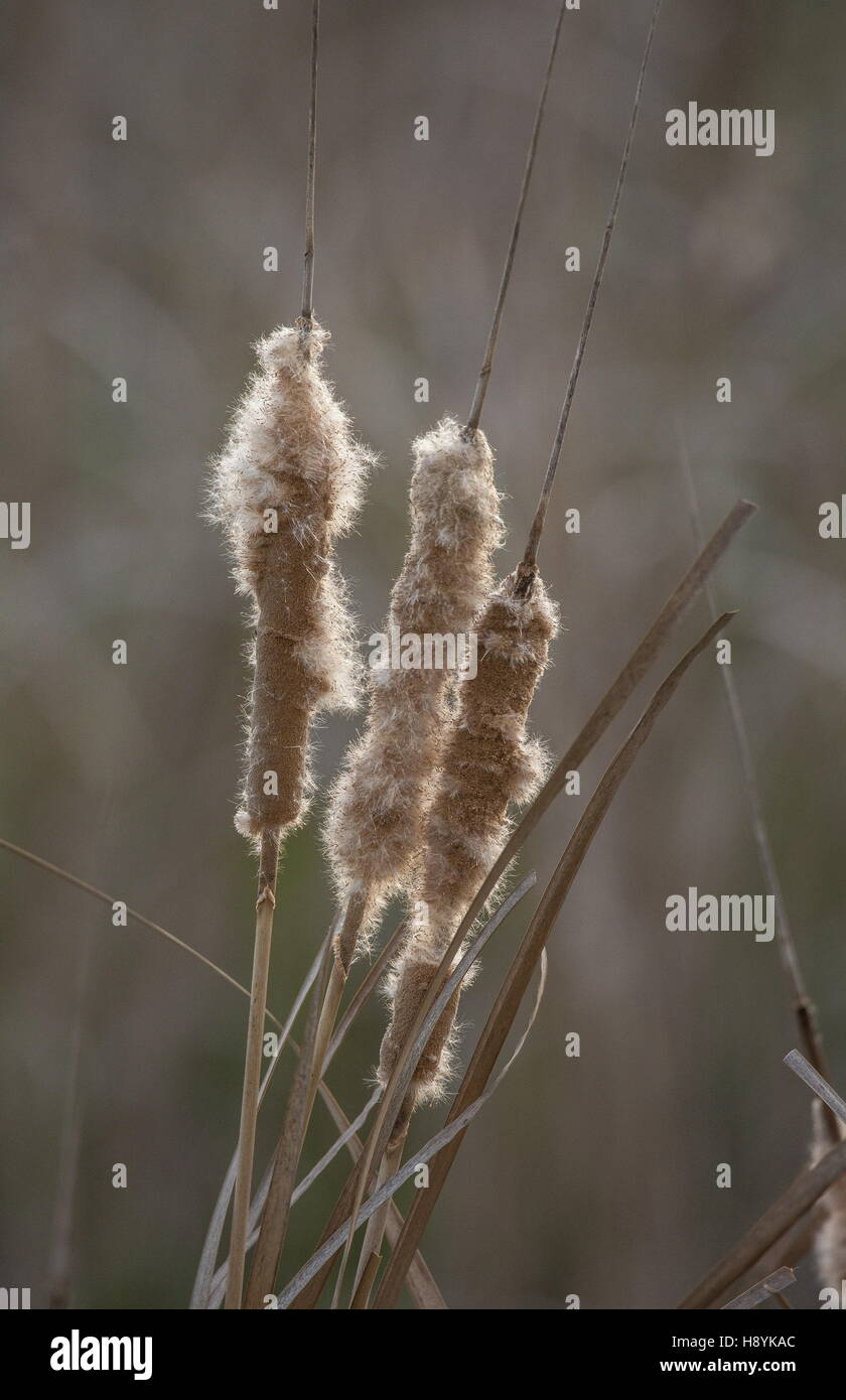 A reed-mace, Typha domingensis in fruit, late winter. Coto Donana. Spain. Stock Photo