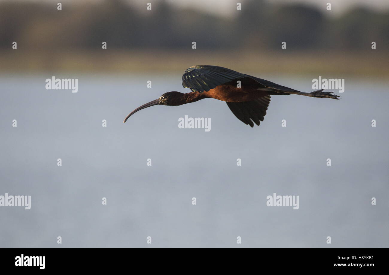 Glossy Ibis, Plegadis falcinellus in winter, flying to roost; Coto Donana National Park, Spain. Stock Photo
