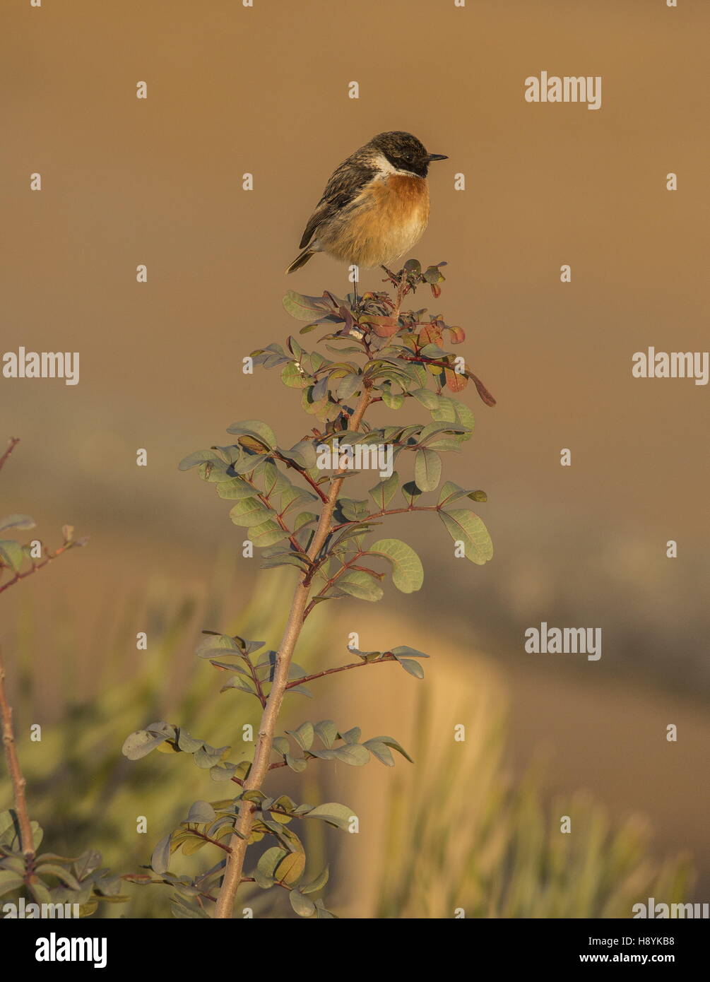 Male common stonechat hi-res stock photography and images - Alamy