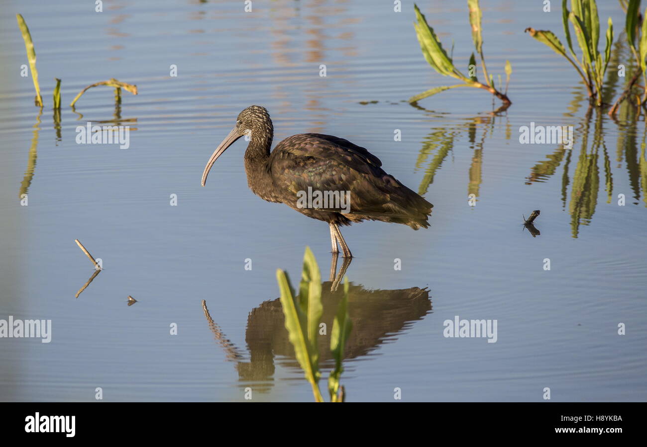 Glossy Ibis, Plegadis falcinellus in winter, Coto Donana National Park, Spain. Stock Photo