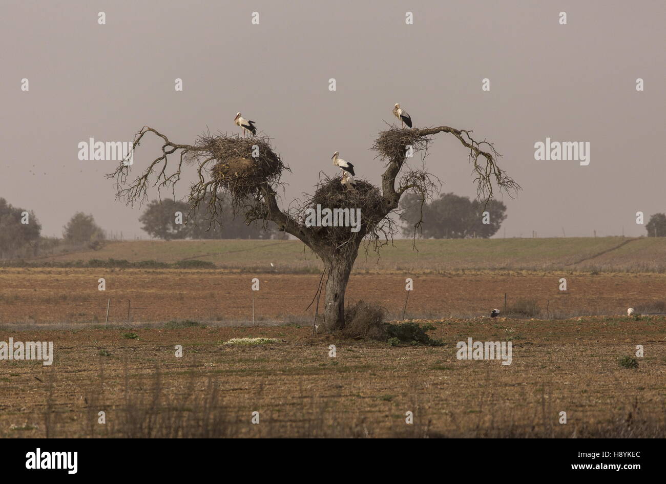 White storks nesting in old Holm Oak tree, Extremadura, Spain. Stock Photo