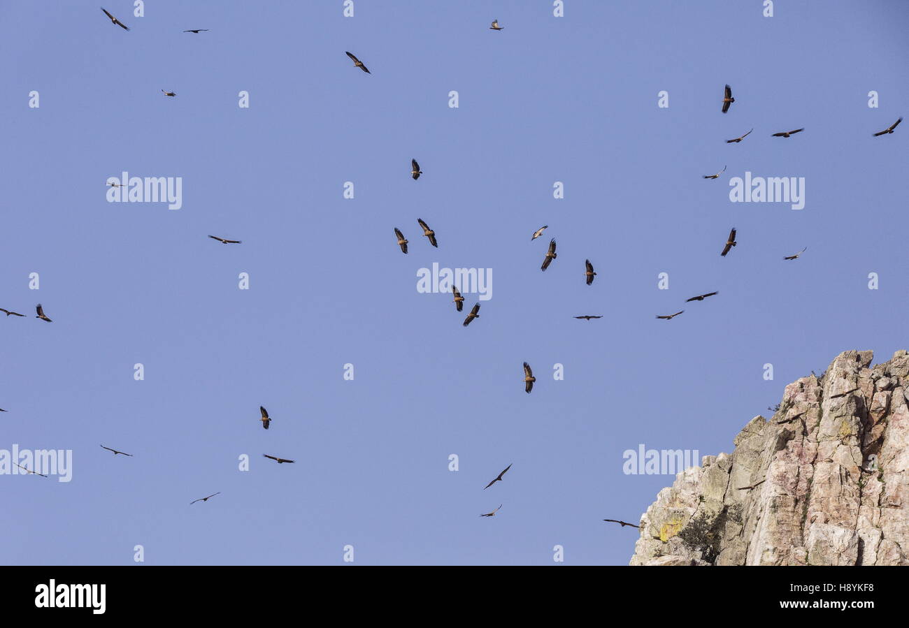 Griffon vultures, in flight at Penafalcon cliff, Monfrague, Extremadura, Spain. Stock Photo