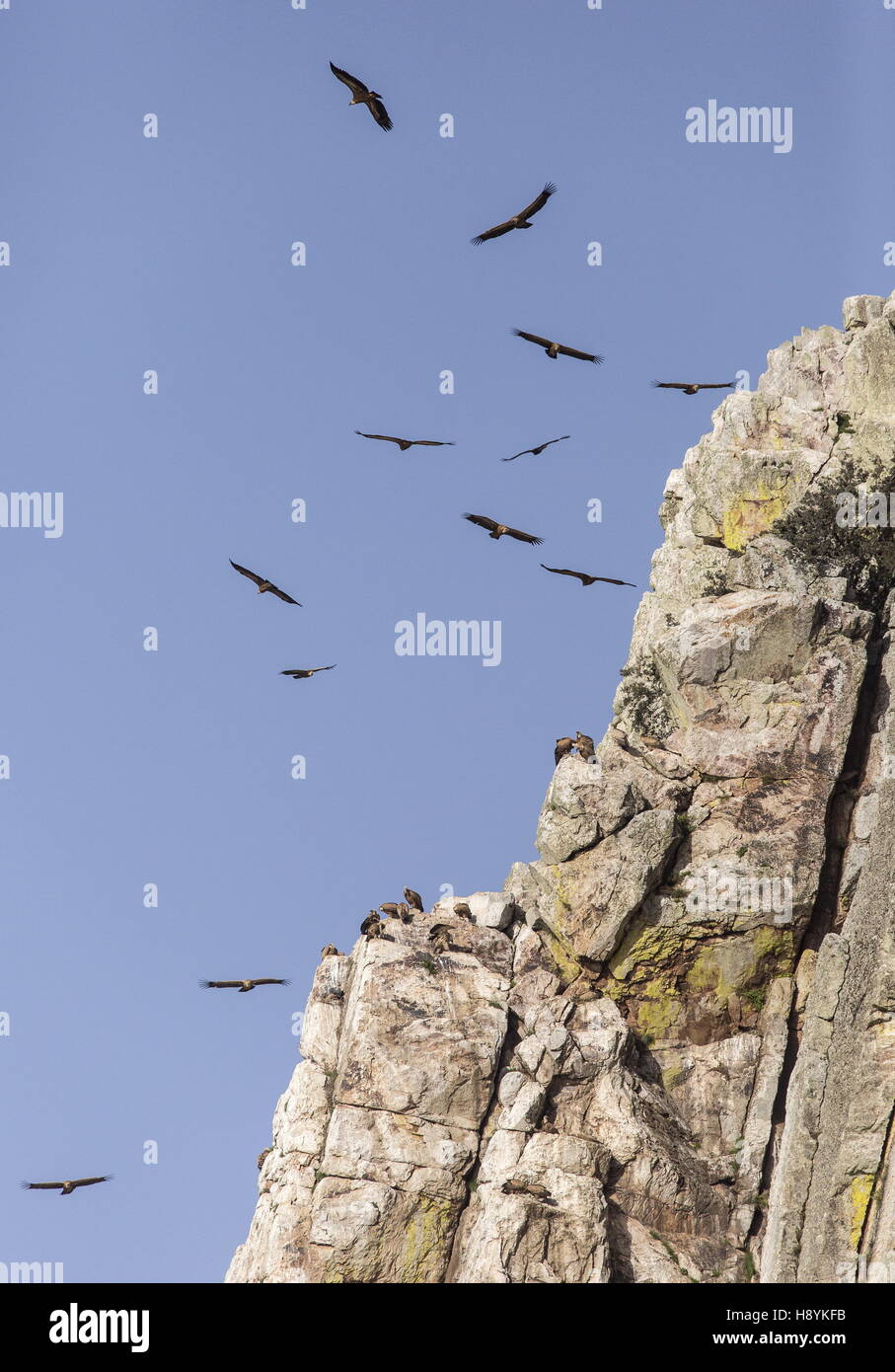 Griffon vultures, in flight at Penafalcon cliff, Monfrague, Extremadura, Spain. Stock Photo