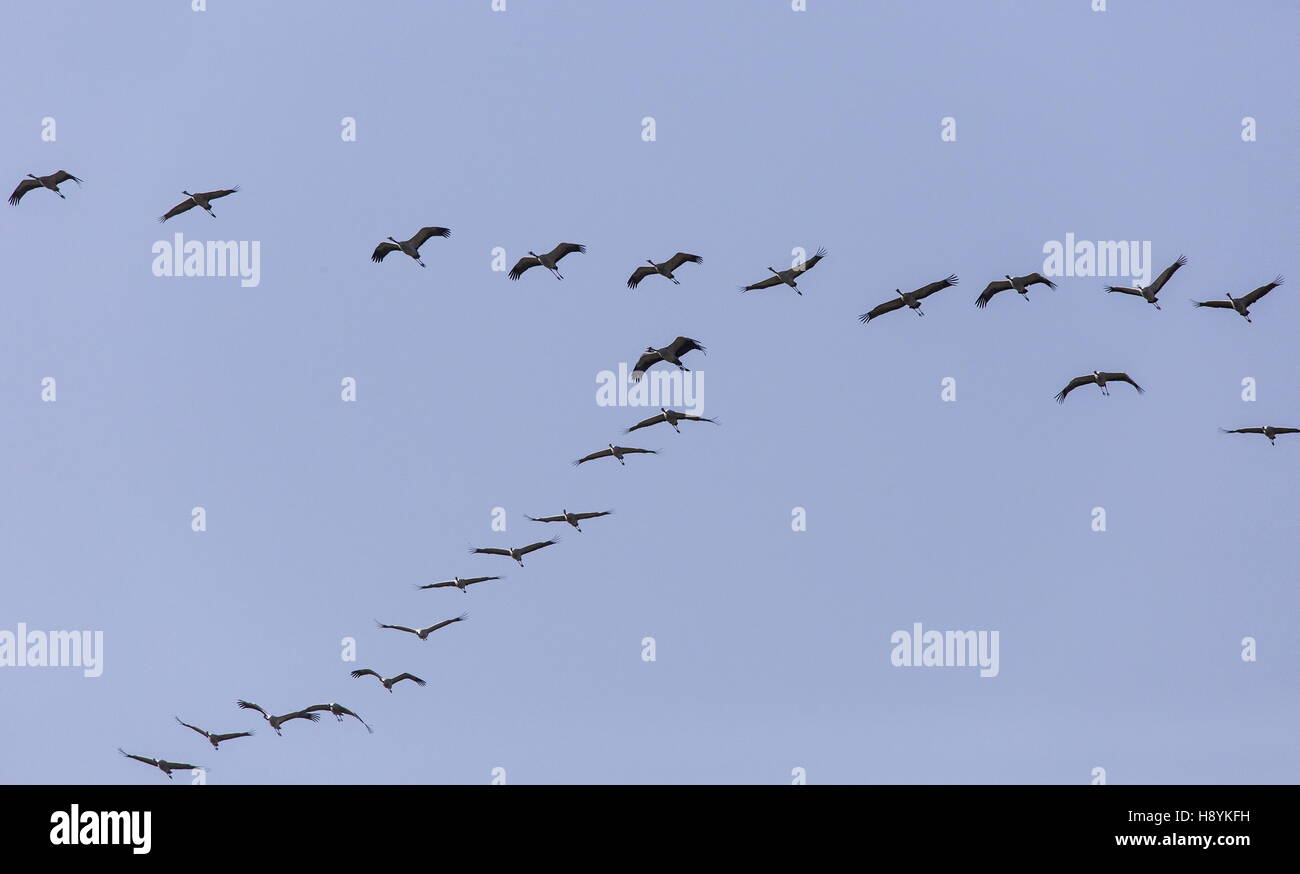 Flock of Common Cranes, Grus grus, in flight at start of northward spring migration. SW Spain. Stock Photo