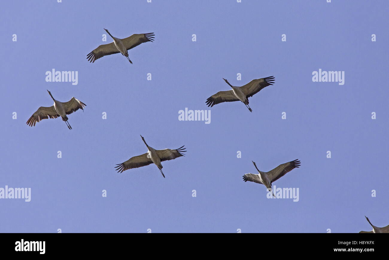Flock of Common Cranes, Grus grus, in flight at start of northward spring migration. SW Spain. Stock Photo