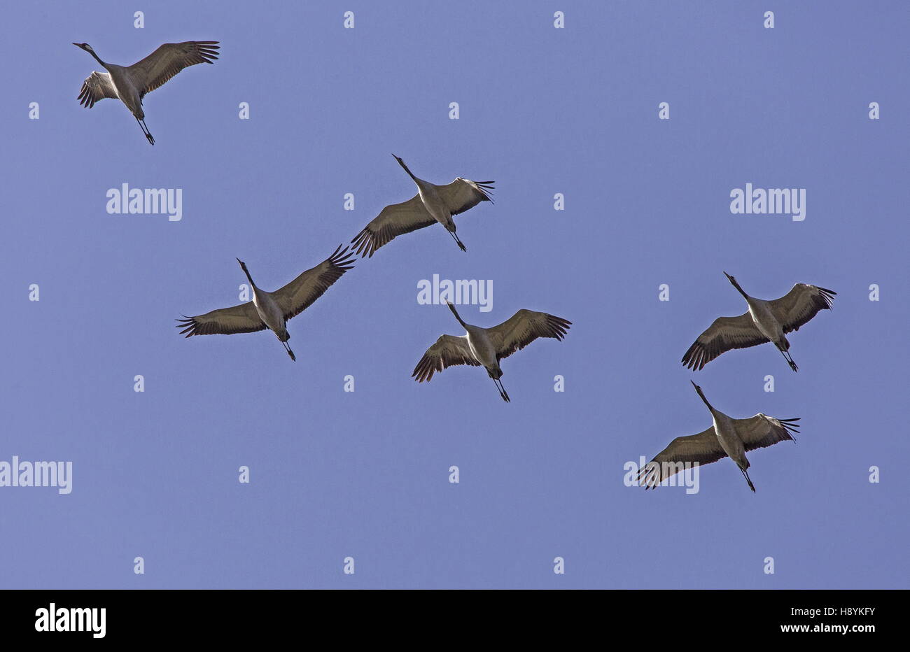 Flock of Common Cranes, Grus grus, in flight at start of northward spring migration. SW Spain. Stock Photo