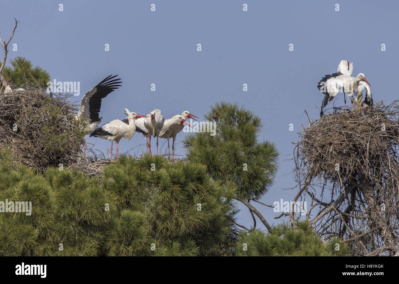 Colony of storks hi-res stock photography and images - Alamy