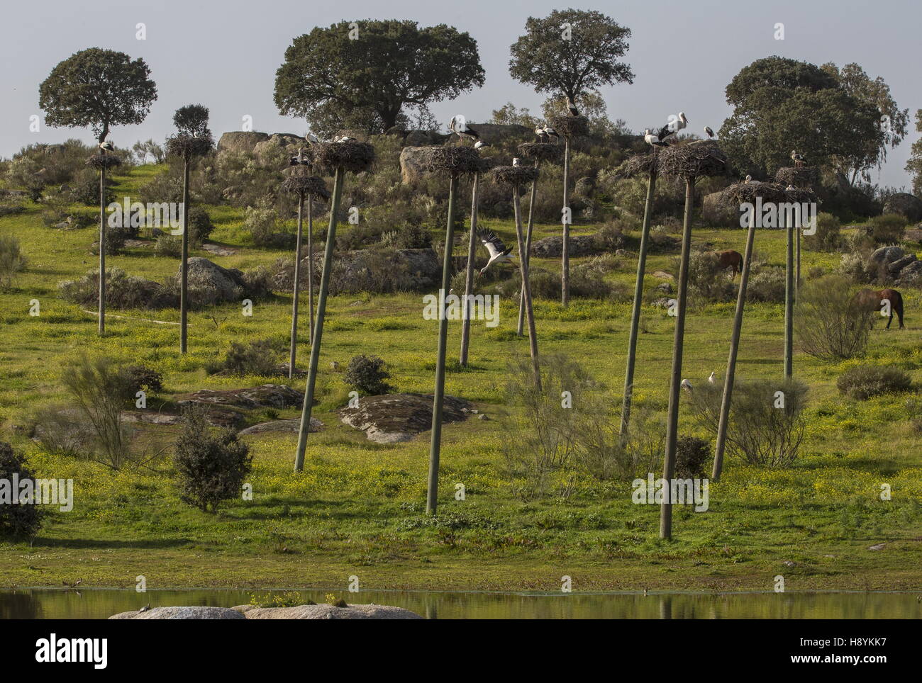 White Stork nests on poles at Los Barruecos Natural Monument, Extremadura, West Spain. Stock Photo