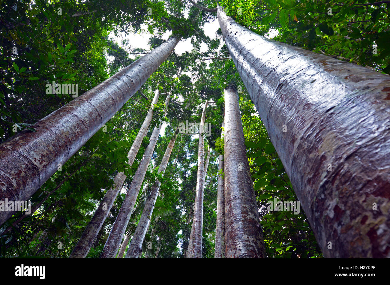 Kauri Ricker Queensland Kauri Tree High Resolution Stock Photography and Images - Alamy