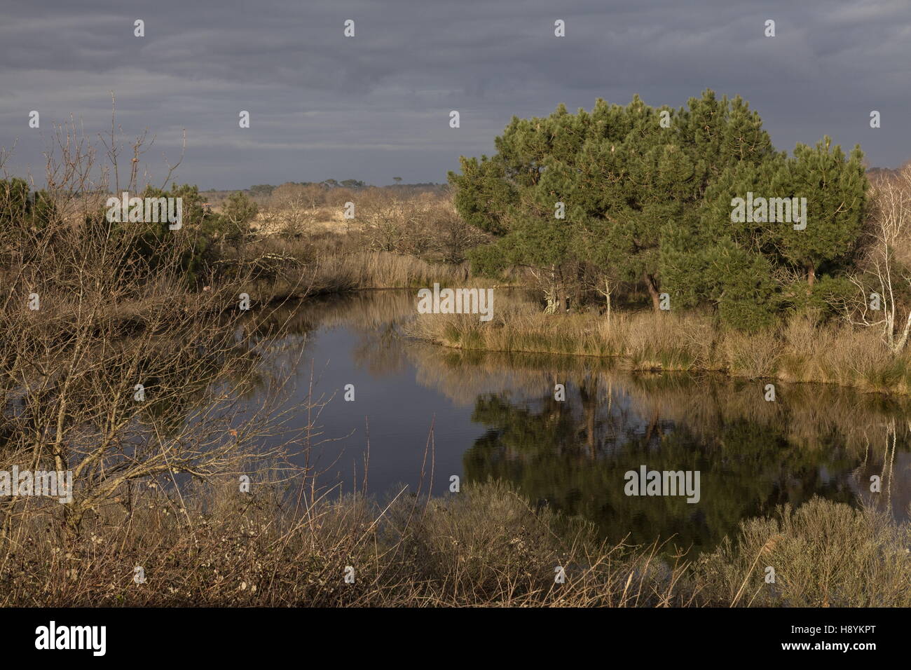 Mixed coastal habitats in the réserve ornithologique du Teich (parc ornithologique du Teich), south-west France. Late winter. Stock Photo
