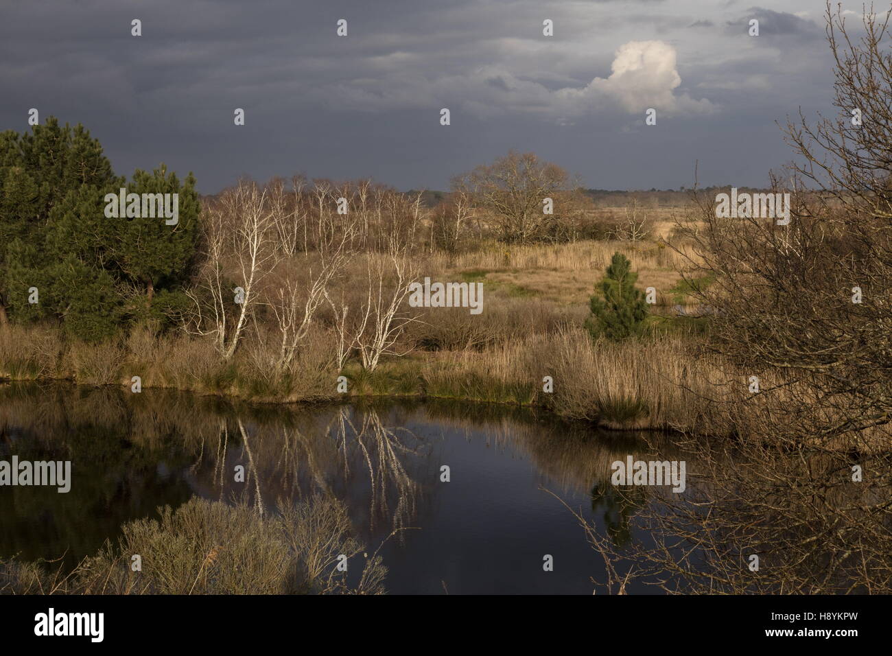 Mixed coastal habitats in the réserve ornithologique du Teich (parc