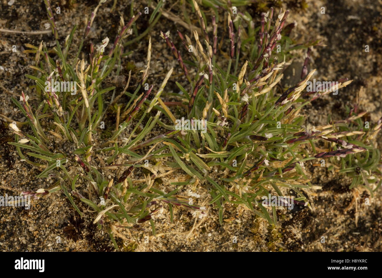 Early sand-grass, Mibora minima, in flower on sand dunes, late winter. Stock Photo