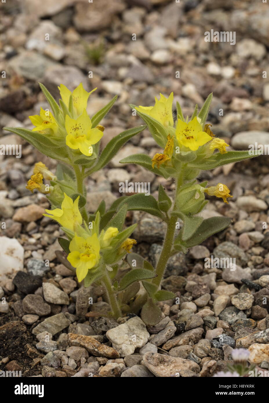 Lesser mohavea, Mohavea breviflora in flower in Death Valley, California. Stock Photo