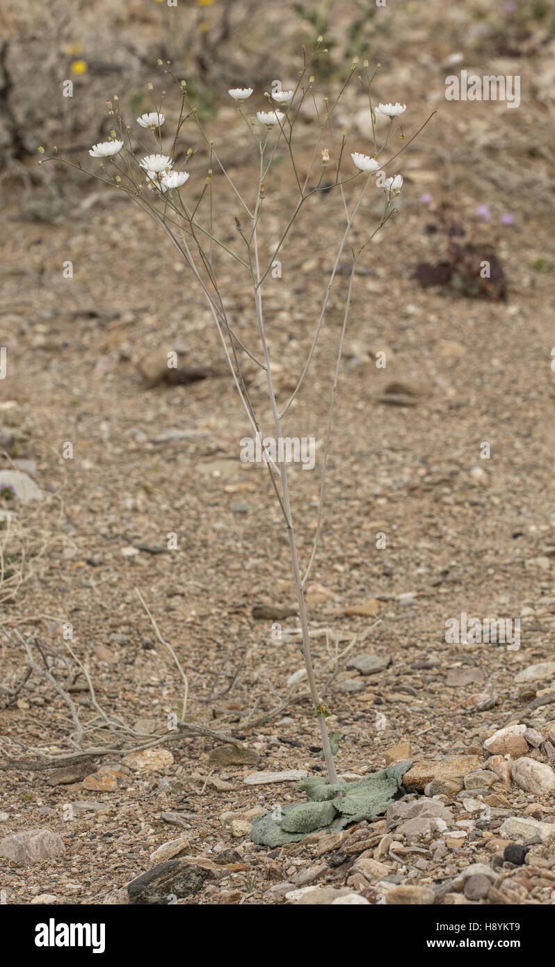 Gravel ghost wildflowers hires stock photography and images Alamy