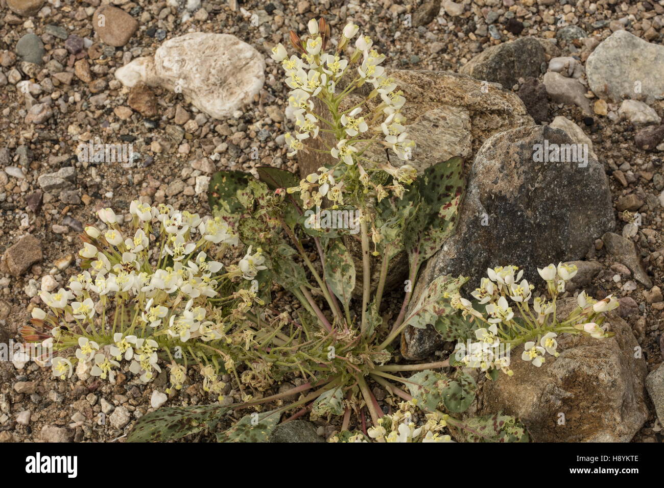 Booth's evening primrose, Eremothera boothii, in flower in spring, Death Valley, California. Stock Photo