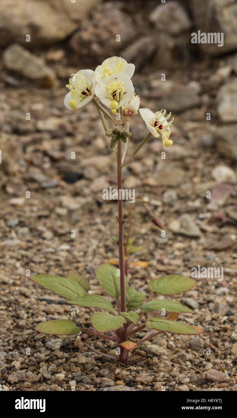 Brown-eyed primrose, Chylismia claviformis, in flower on gravel wash, Death Valley, California. Stock Photo