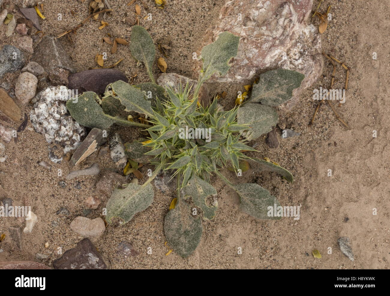 Devil's spineflower, Chorizanthe rigida in flower, Death Valley. Stock Photo