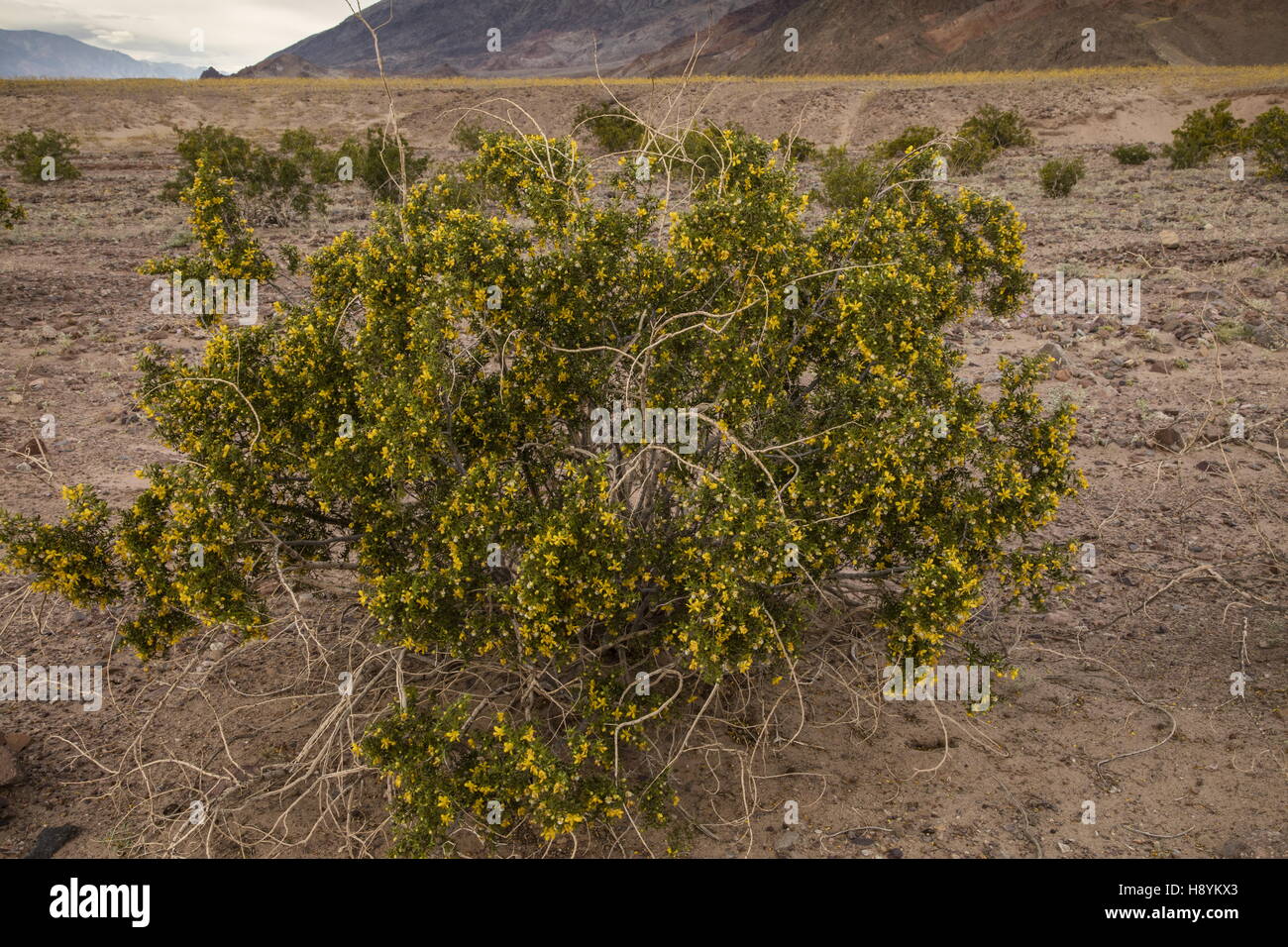 Creosote Bush, Larrea tridentata, in flower in Death Valley, California. Stock Photo
