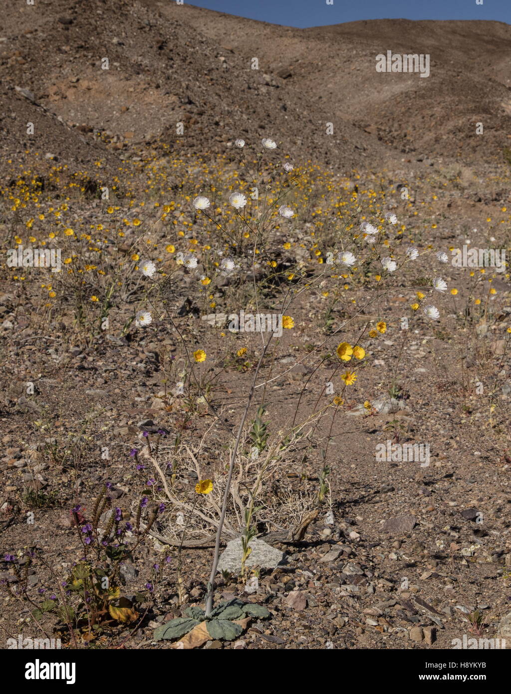 Gravel ghost, Atrichoseris platyphylla in flower in Death Valley river