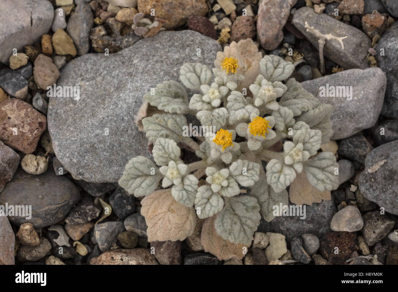Turtleback or Velvet turtleback, Psathyrotes ramosissima in flower, Death Valley, California. Stock Photo