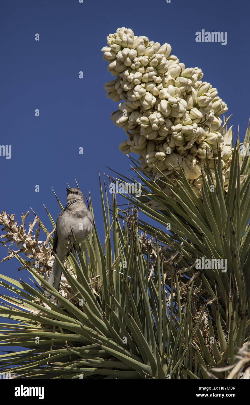 Northern Mockingbird, Mimus polyglottos on Joshua Tree in flower, Mojave desert, California. Stock Photo