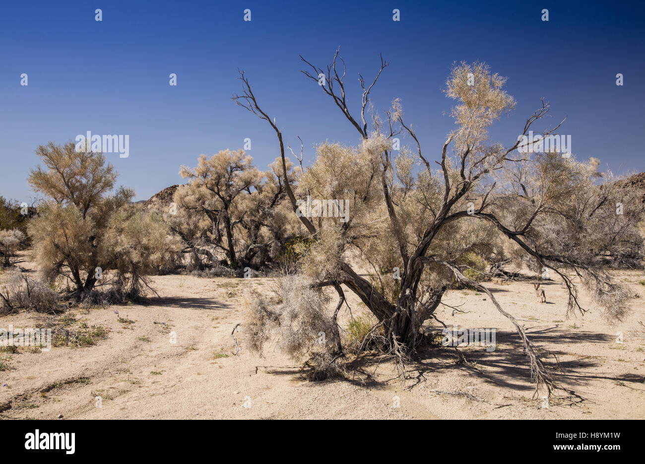 Smoke tree, Psorothamnus spinosus, in gravel desert wash, (with jack rabbit) southern Californian desert. Stock Photo