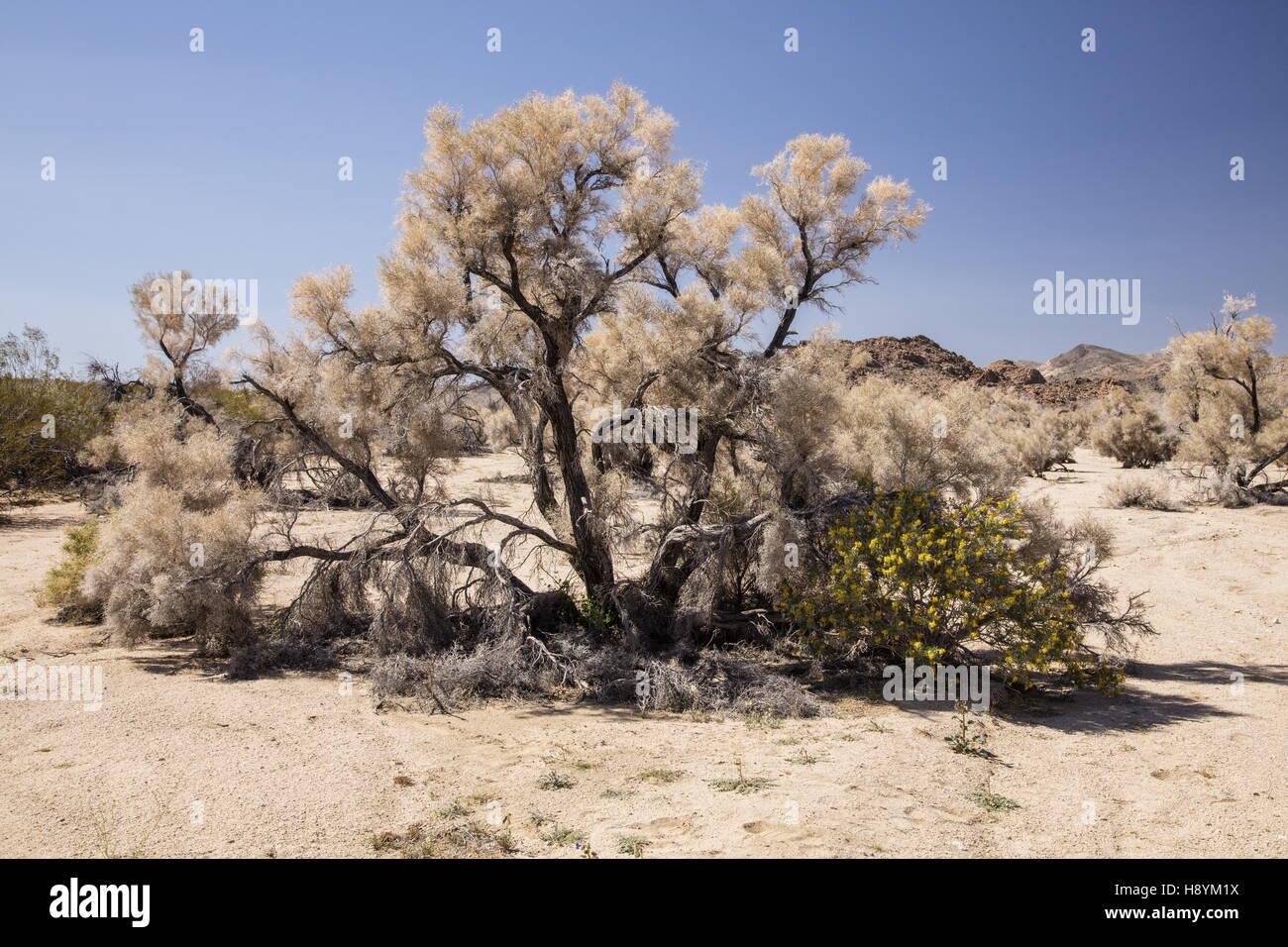 Smoke tree, Psorothamnus spinosus, in gravel desert wash, southern Californian desert. Stock Photo