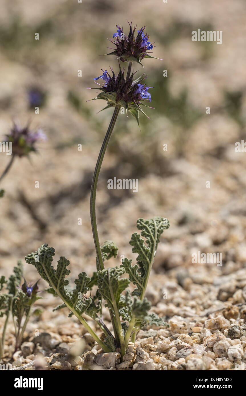 Chia, Salvia columbariae, in flower in the Californian desert. Stock Photo