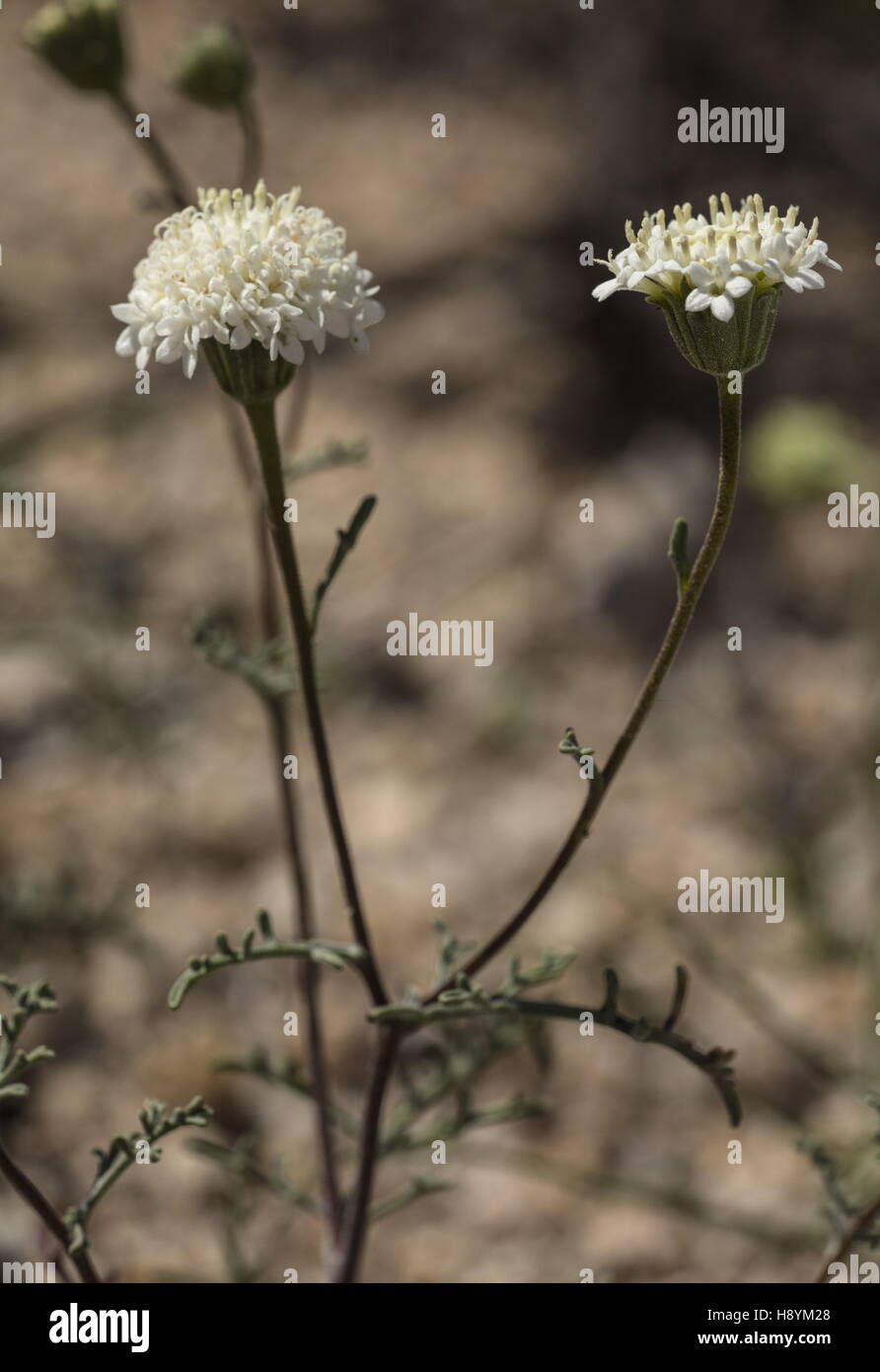 Desert Pincushion, Chaenactis stevioides in flower in spring, Joshua Tree National Park, California. Stock Photo