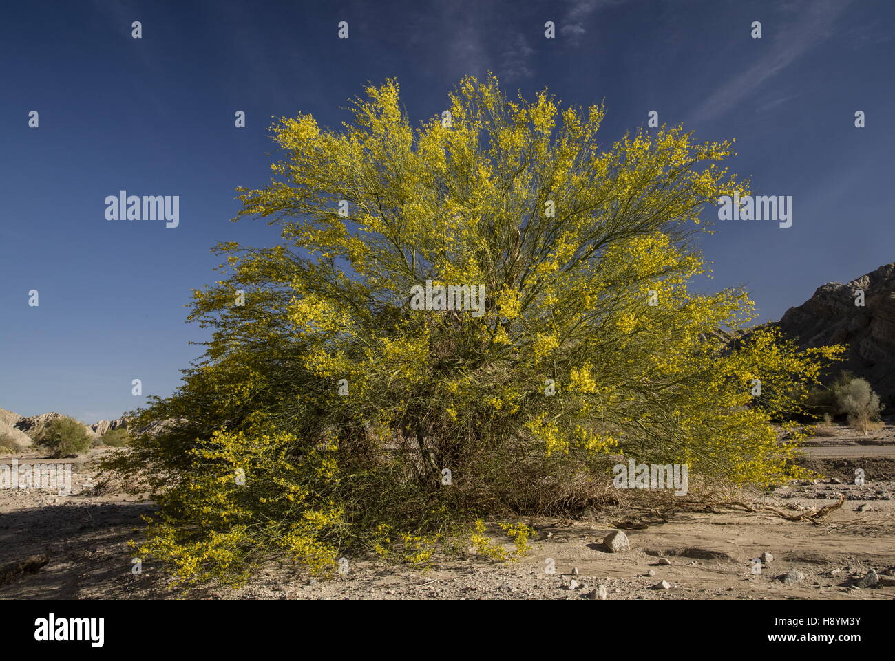 Blue palo verde tree, Parkinsonia florida, in flower on riverwash, Sonoran Desert, California