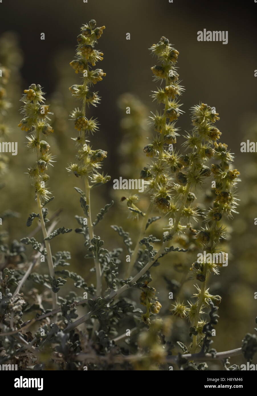 Burro bush, Ambrosia dumosa, in flower in the Sonoran Desert, California. Stock Photo