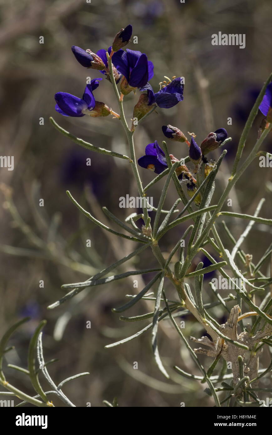 Schott's dalea or Indigo Bush, Psorothamnus schottii, in flower in the Sonoran Desert, California. Stock Photo