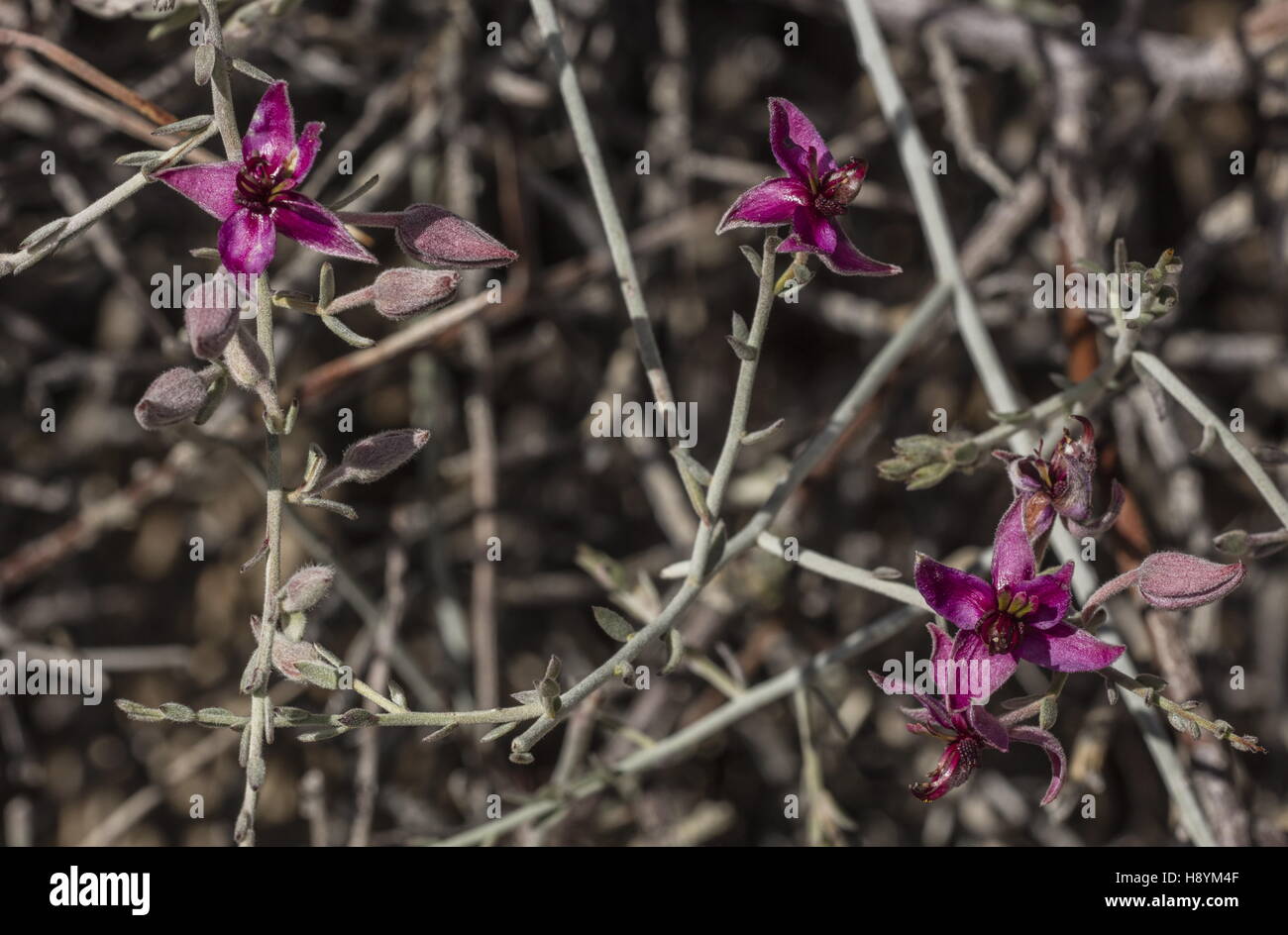 Pima rhatany, Krameria erecta in flower,  Sonoran Desert, California. Stock Photo