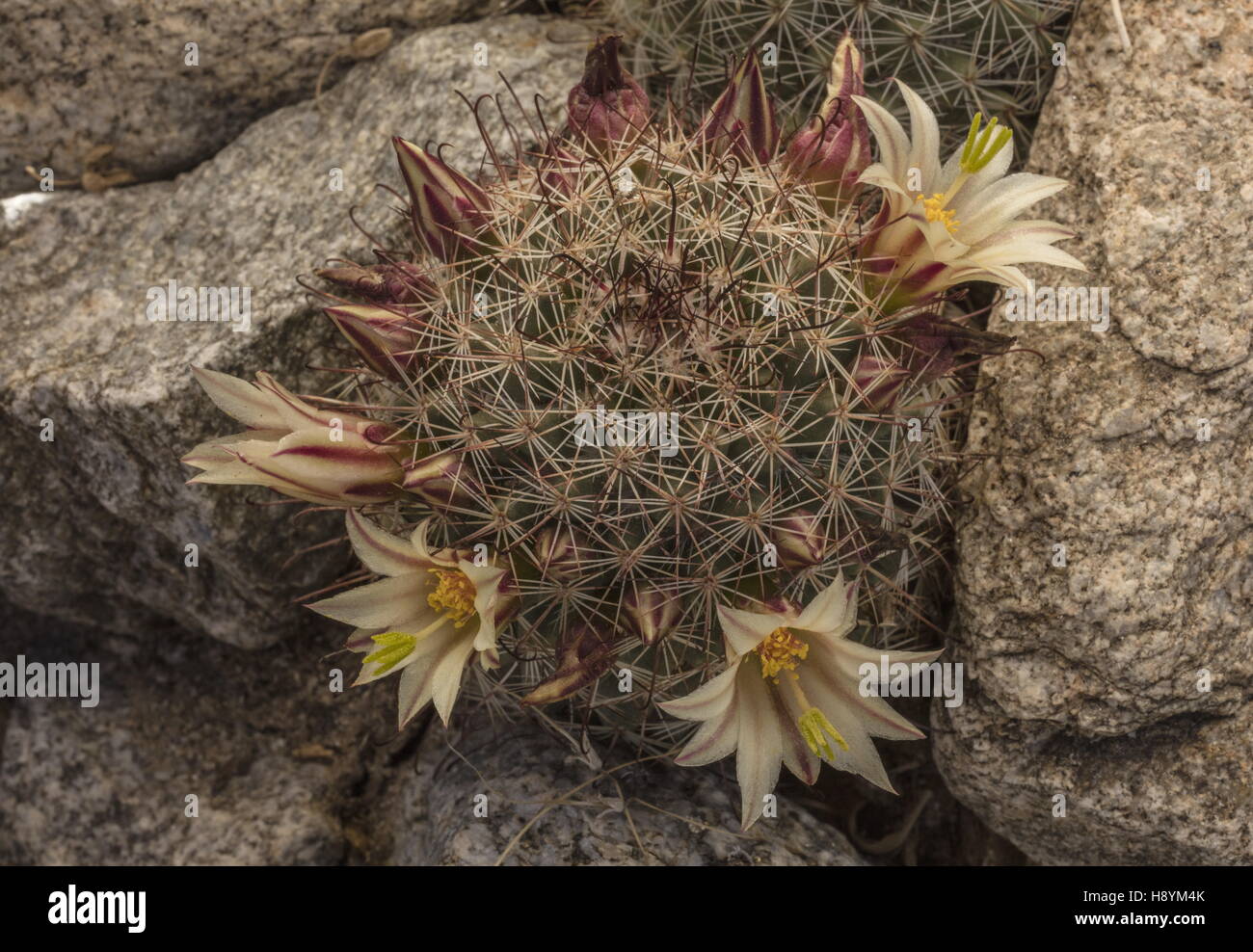 Strawberry cactus or California fishhook cactus, Mammillaria dioica, in flower; Sonoran Desert, California. Stock Photo