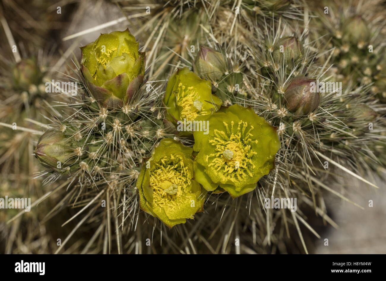 Gander's Cholla, Cylindropuntia ganderi in flower, Anza-Borrego State Park, California. Stock Photo