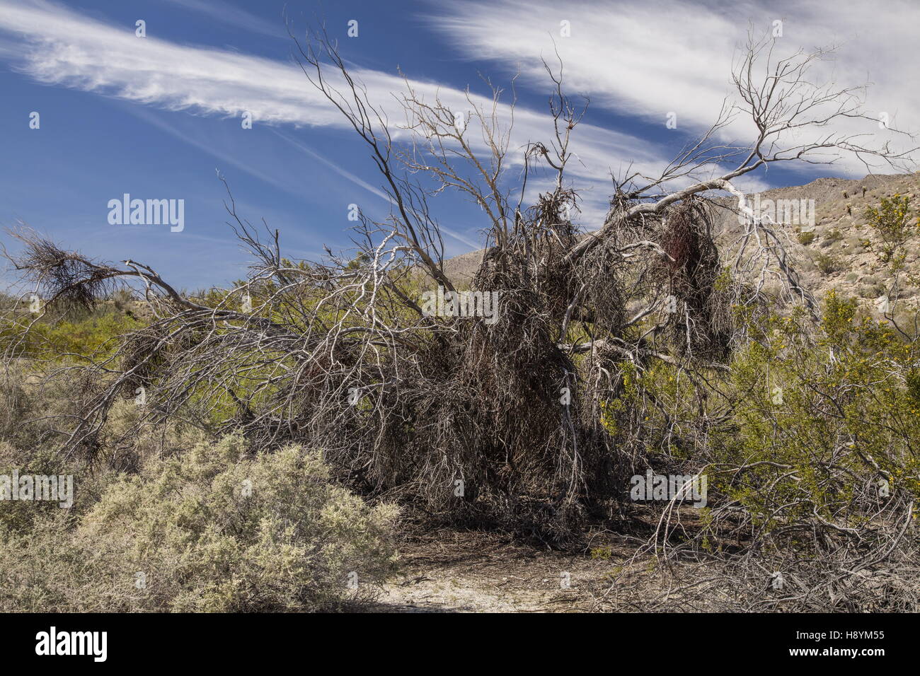 Desert Ironwood, Olneya tesota, killed by heavy infestation of Desert mistletoe, Phoradendron californicum, Sonoran desert, Cali Stock Photo