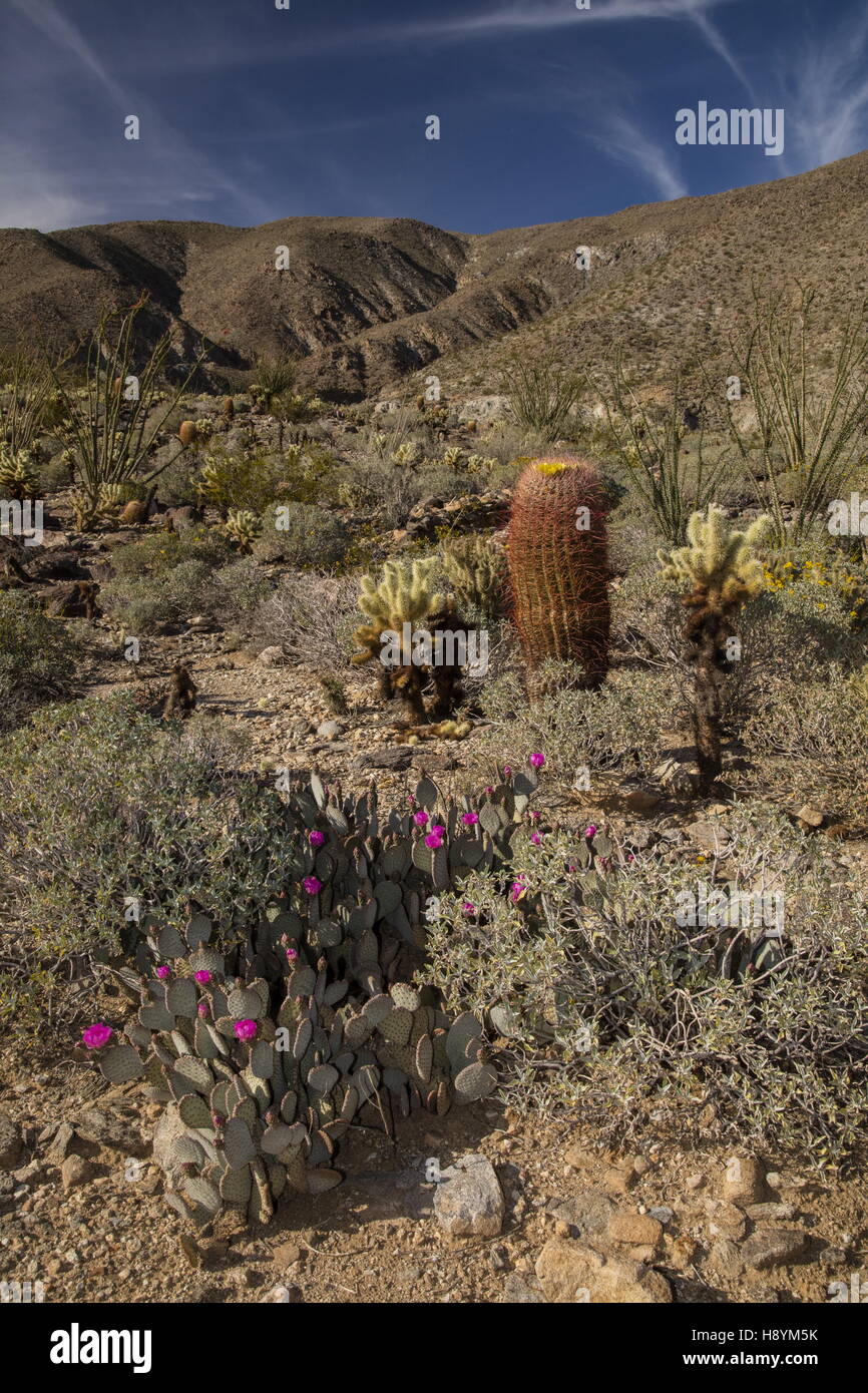 Cactus-rich slope in the Anza-Borrego Desert State Park, Sonoran Desert, California. Stock Photo