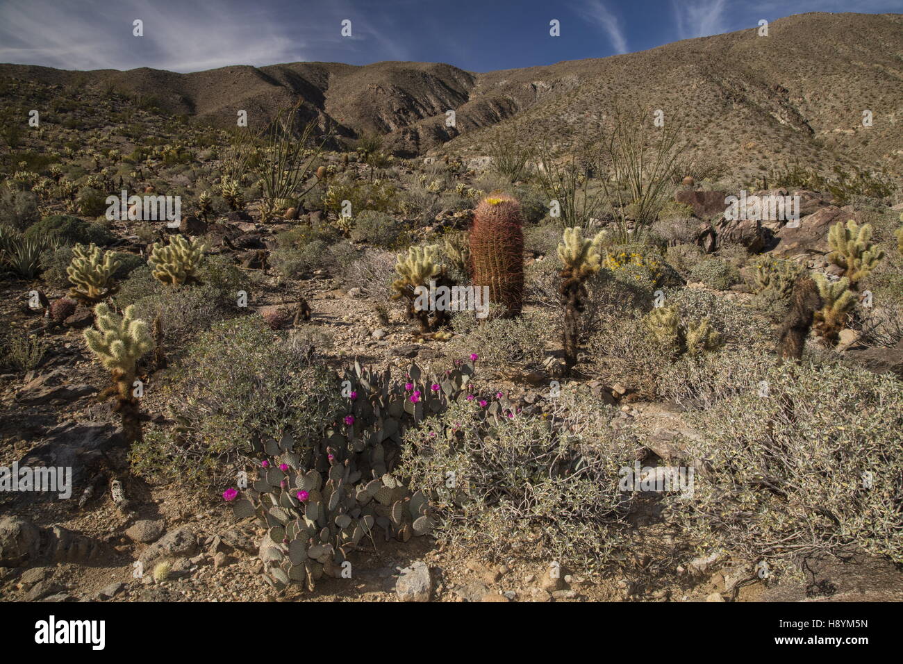Cactus-rich slope in the Anza-Borrego Desert State Park, Sonoran Desert, California. Stock Photo